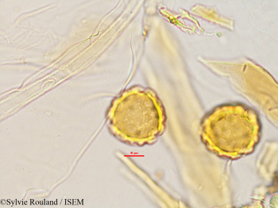 Eriosema parviflorum - lame n° 2770