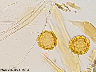 Eriosema parviflorum - lame n° 2770