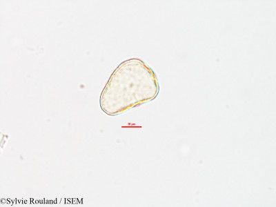 Sylvie.Rouland/Eriospora_setifera_2614/Eriospora_setifera_2614_0001(copy)_thumb.jpg