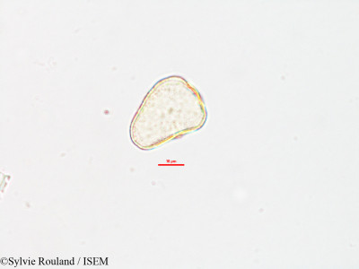 Eriospora setifera - lame n° 2614