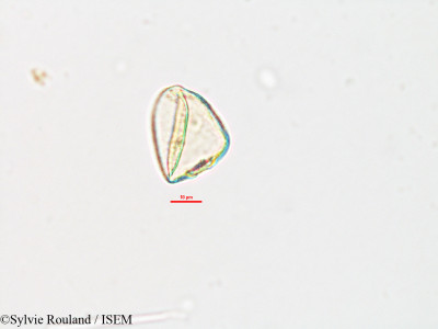 Eriospora setifera - lame n° 2614
