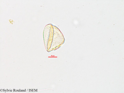Eriospora setifera - lame n° 2614