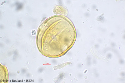 Sylvie.Rouland/Erismadelphus_exsul_233/Erismadelphus_exsul_233_0001(copy)_thumb.jpg