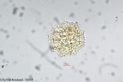 Sylvie.Rouland/Erlangea_schimperi_5313/Erlangea_schimperi_5313_0001(copy)_thumb.jpg