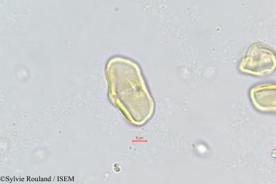 Eryngium caeruleum - lame n° 405