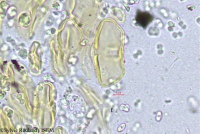 Eryngium caeruleum - lame n° 405