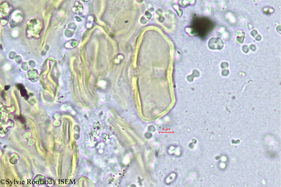 Eryngium caeruleum - lame n° 405