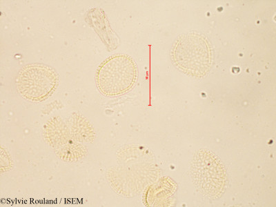Sylvie.Rouland/Erysimum_cheiranthoides_4119/Erysimum_cheiranthoides_4119_0001(copy)_thumb.jpg