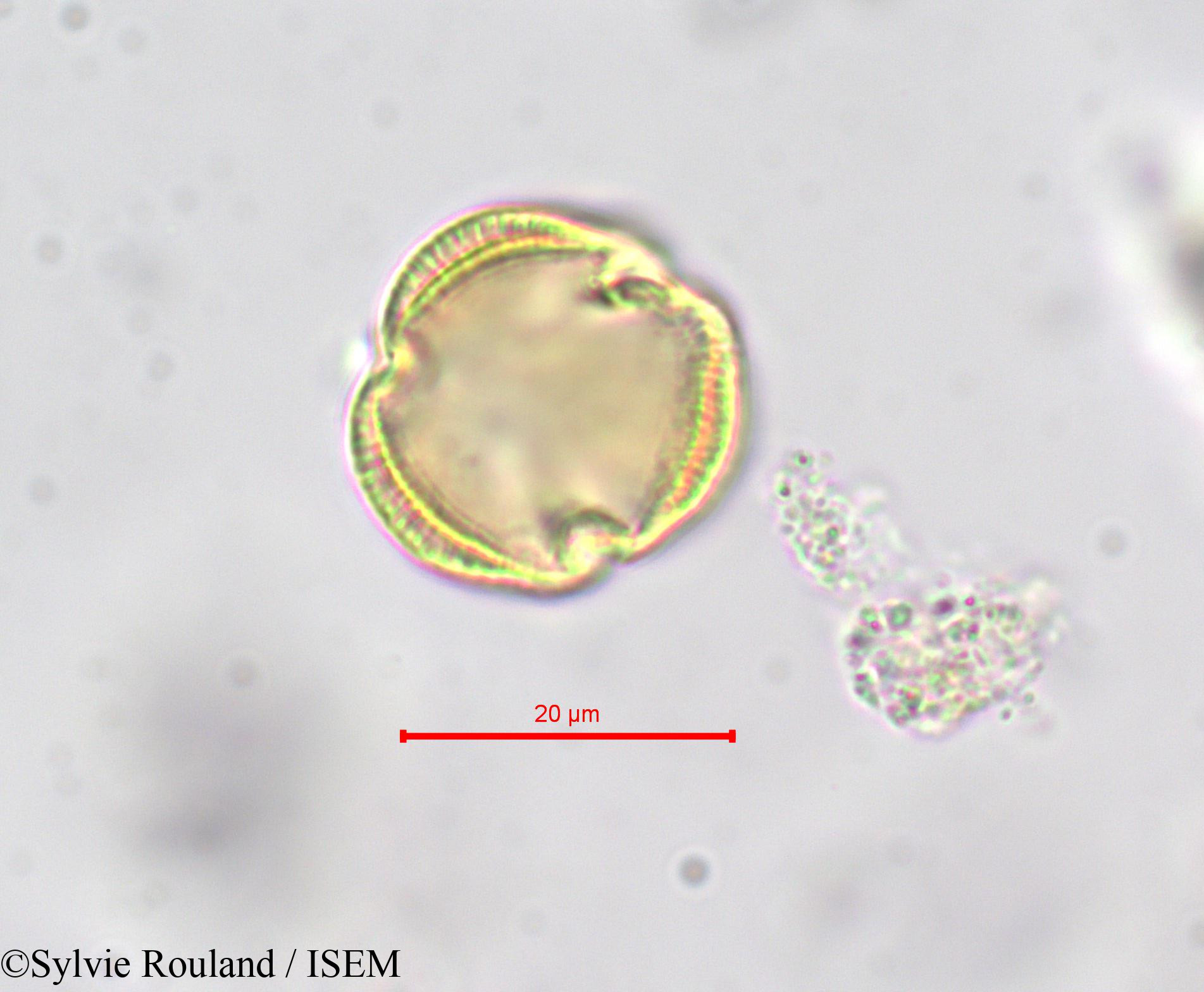 Sylvie.Rouland/Erythraea_pulchella_278/Erythraea_pulchella_278_0001(copy).jpg