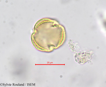 Sylvie.Rouland/Erythraea_pulchella_278/Erythraea_pulchella_278_0001(copy)_thumb.jpg