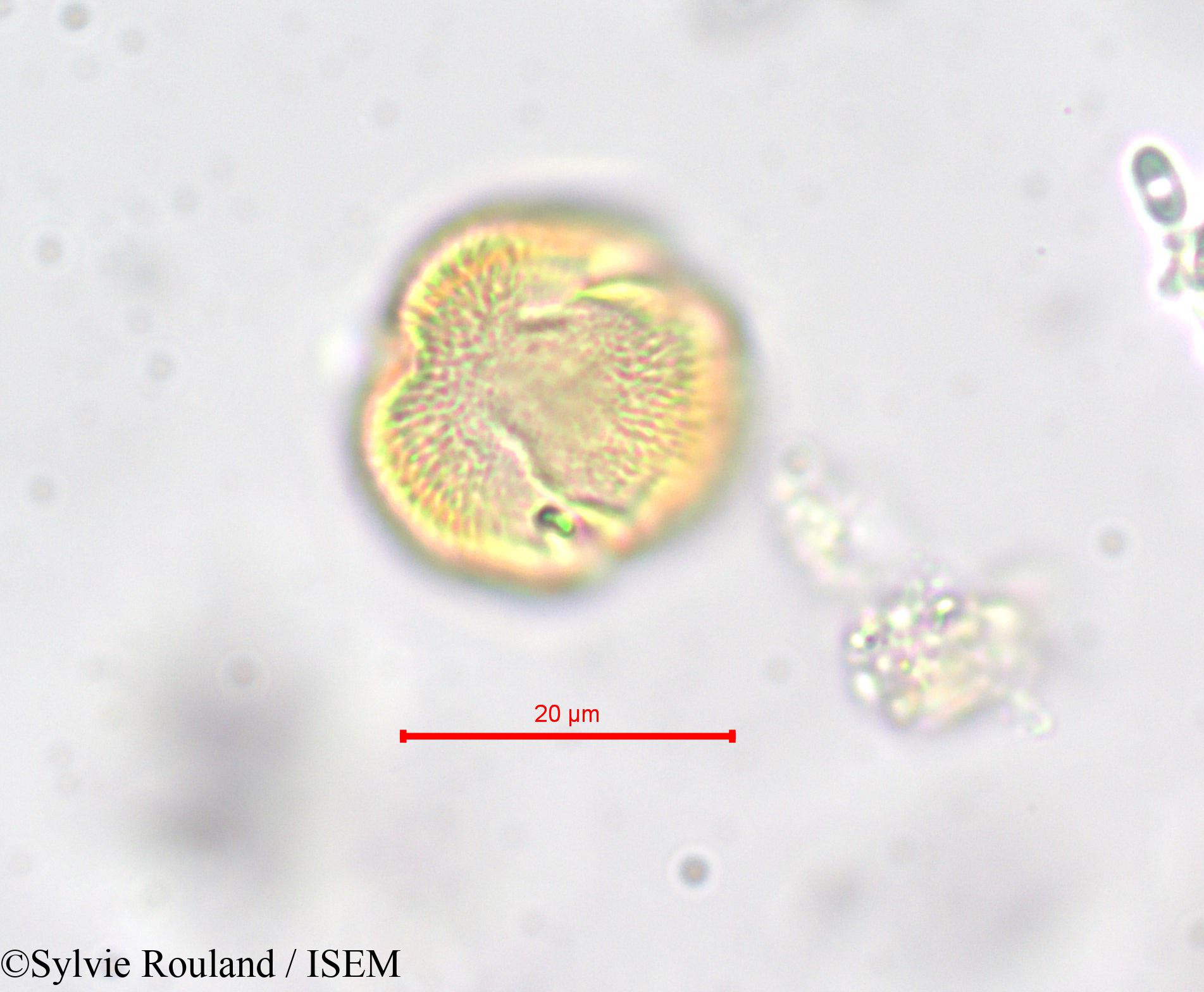 Sylvie.Rouland/Erythraea_pulchella_278/Erythraea_pulchella_278_0002(copy).jpg