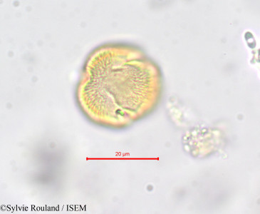 Erythraea pulchella - lame n° 278