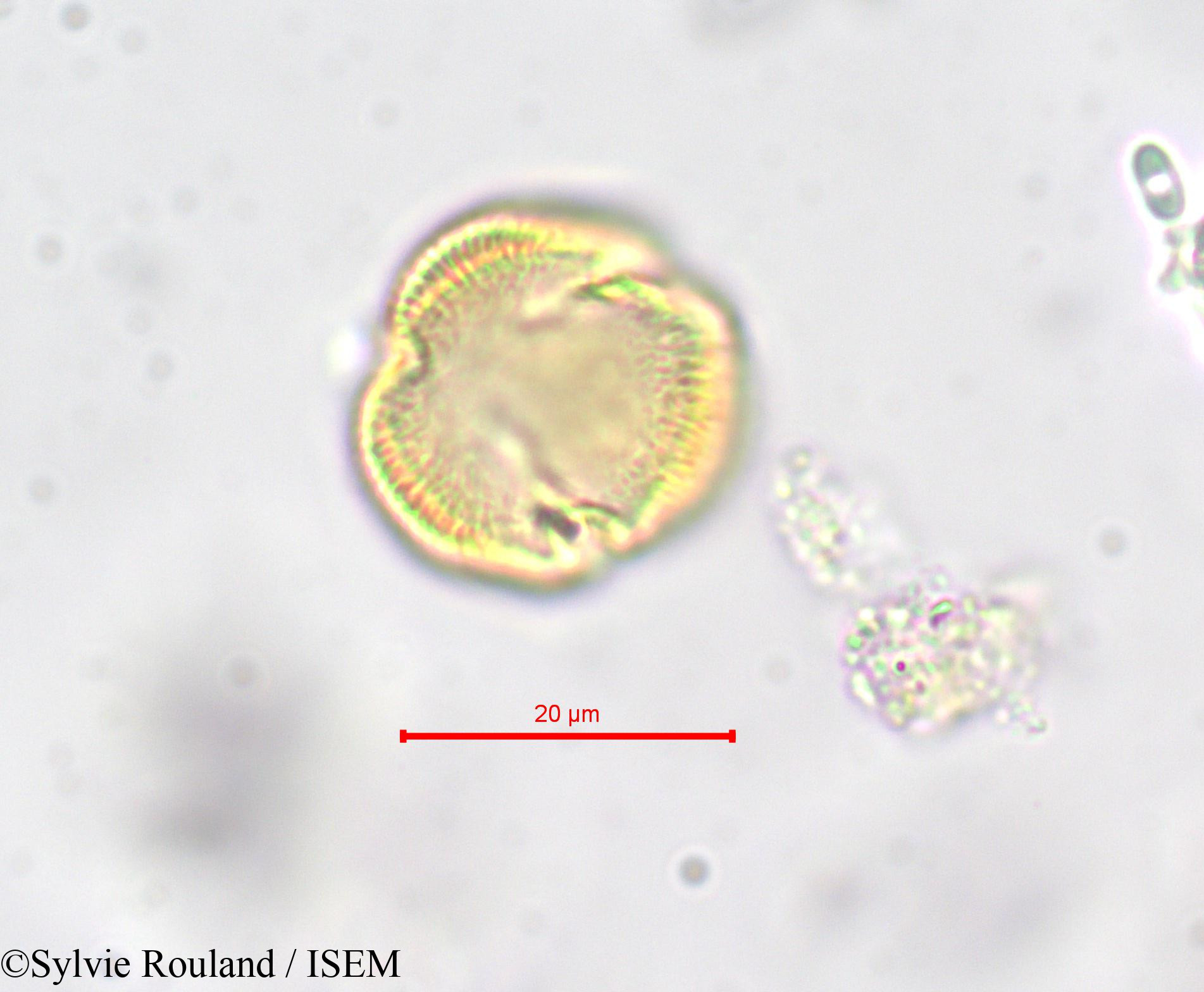 Sylvie.Rouland/Erythraea_pulchella_278/Erythraea_pulchella_278_0003(copy).jpg