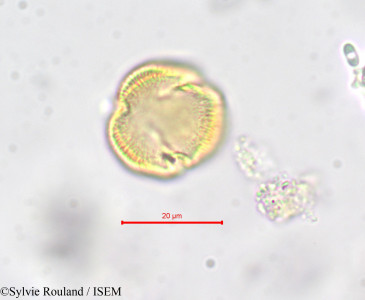 Erythraea pulchella - lame n° 278