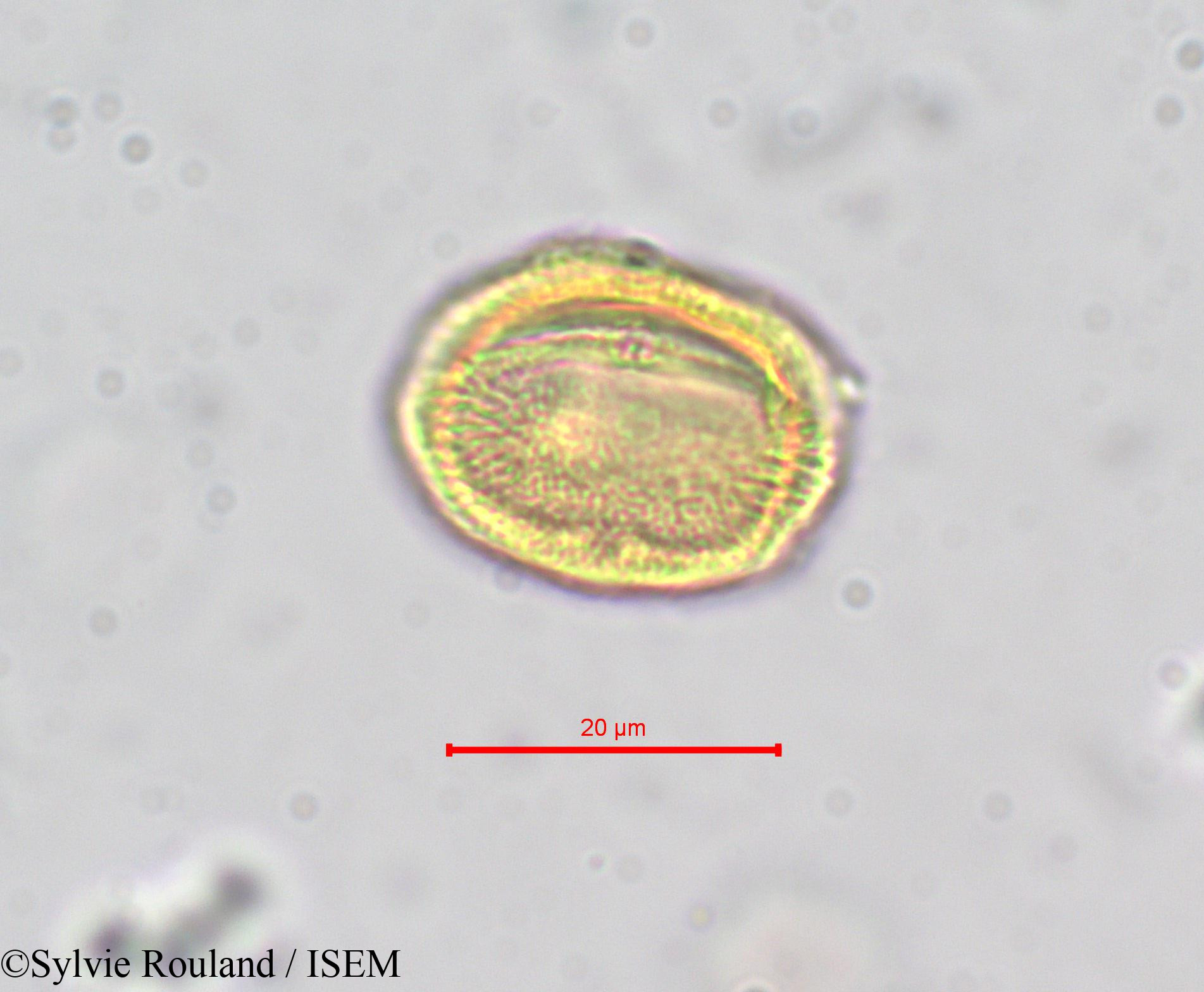 Sylvie.Rouland/Erythraea_pulchella_278/Erythraea_pulchella_278_0004(copy).jpg