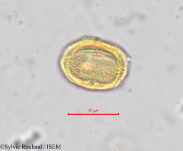 Erythraea pulchella - lame n° 278