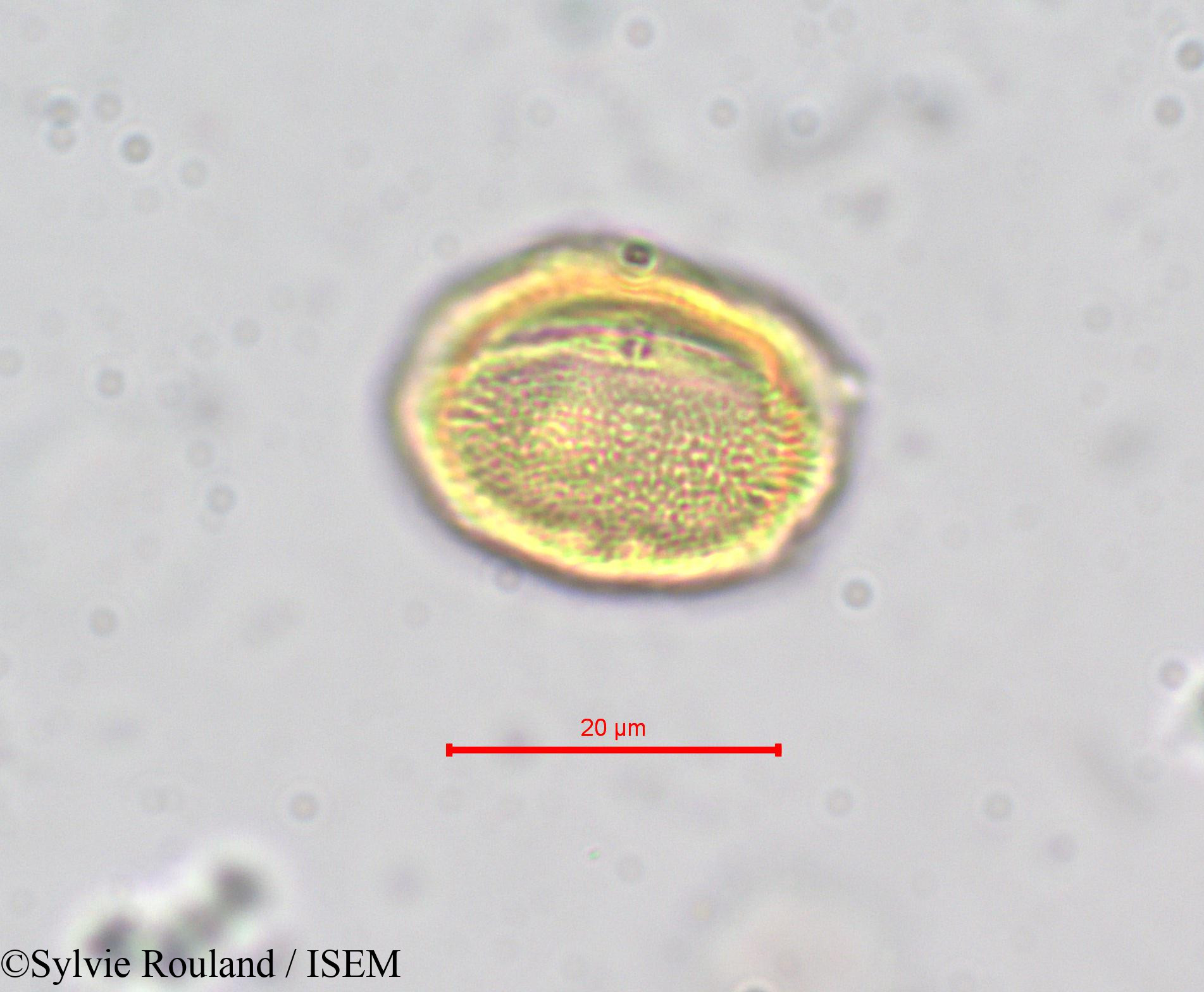 Sylvie.Rouland/Erythraea_pulchella_278/Erythraea_pulchella_278_0005(copy).jpg