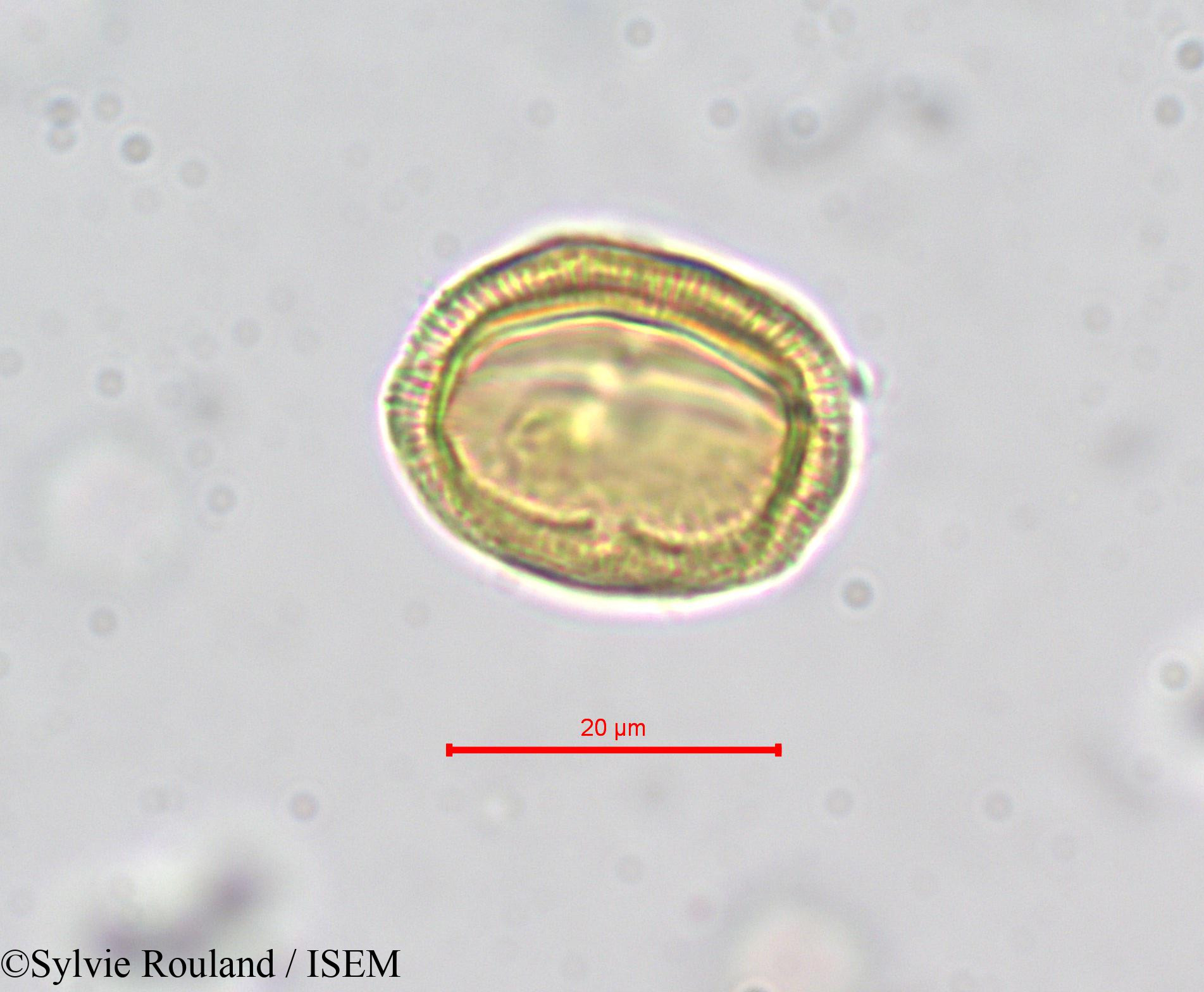Sylvie.Rouland/Erythraea_pulchella_278/Erythraea_pulchella_278_0006(copy).jpg