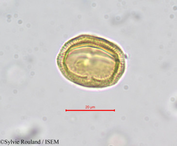 Erythraea pulchella - lame n° 278