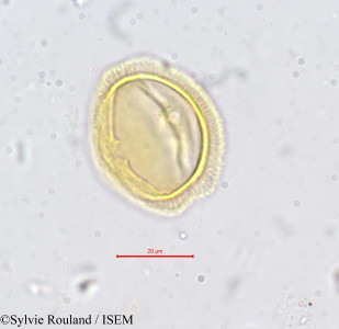 Sylvie.Rouland/Erythraea_ramosissima_732/Erythraea_ramosissima_732_0001(copy)_thumb.jpg