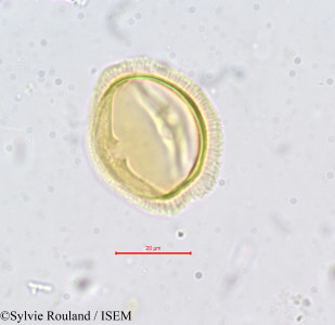 Erythraea ramosissima - lame n° 732