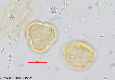 Erythraea ramosissima - lame n° 732