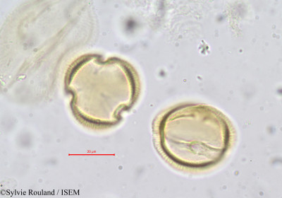 Erythraea ramosissima - lame n° 732