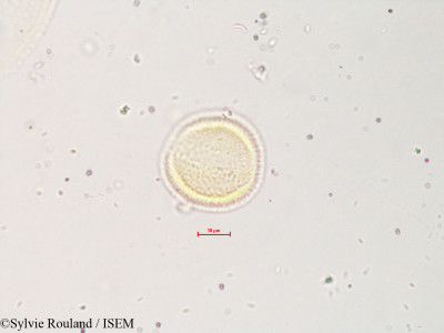 Erythrina coralloides - lame n° 4257