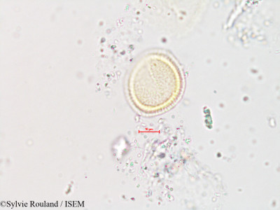 Erythrina coralloides - lame n° 4257