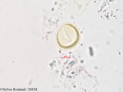 Erythrina coralloides - lame n° 4257