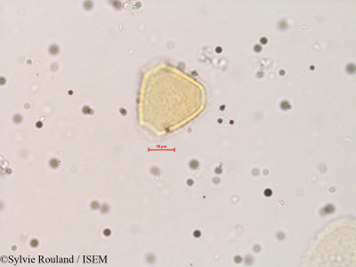 Erythrina flabelliformis - lame n° 4275