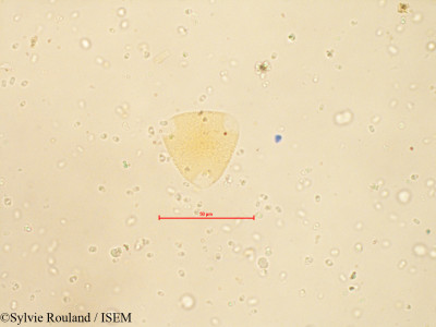 Erythrina leptorhiza - lame n° 4278