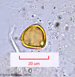 Sylvie.Rouland/Erythrina_micropteryx_1007/Erythrina_micropteryx_1007_0001(copy)_thumb.jpg