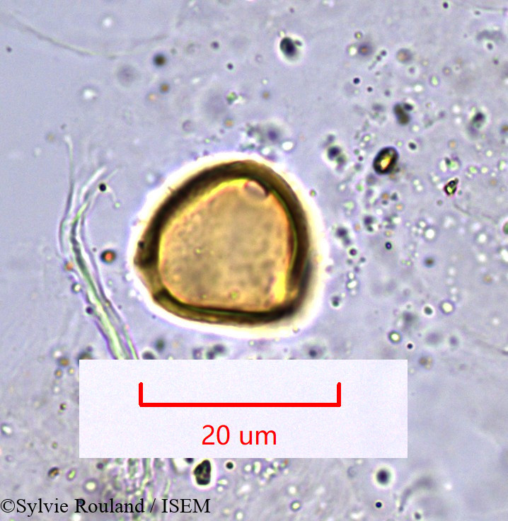 Sylvie.Rouland/Erythrina_micropteryx_1007/Erythrina_micropteryx_1007_0002(copy).jpg