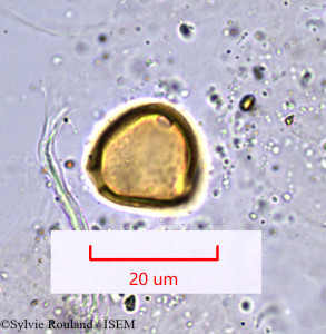 Erythrina micropteryx - lame n° 1007