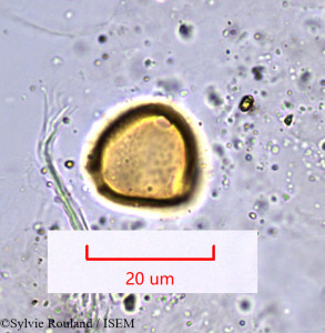 Erythrina micropteryx - lame n° 1007