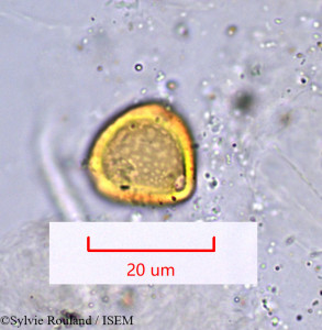 Erythrina micropteryx - lame n° 1007