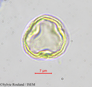 Sylvie.Rouland/Erythrococca_anomala_44423/Erythrococca_anomala_44423_0001(copy)_thumb.jpg
