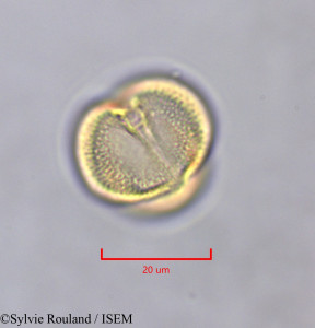 Erythrophleum ivorense - lame n° 47366