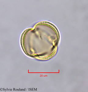 Erythrophleum ivorense - lame n° 47366