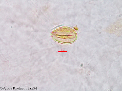 Erythrophleum - lame n° 2773