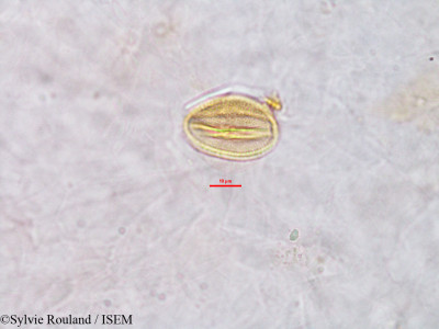 Erythrophleum - lame n° 2773