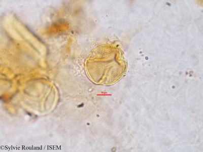 Erythrophleum - lame n° 2773