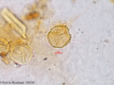 Erythrophleum - lame n° 2773