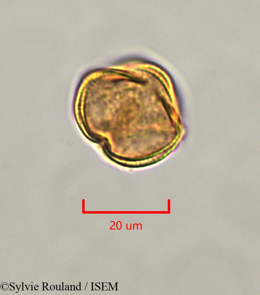 Sylvie.Rouland/Erythrophleum_suaveolens_47336/Erythrophleum_suaveolens_47336_0001(copy).jpg