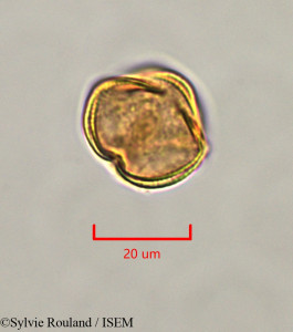 Sylvie.Rouland/Erythrophleum_suaveolens_47336/Erythrophleum_suaveolens_47336_0001(copy)_thumb.jpg