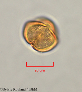 Erythrophleum suaveolens - lame n° 47336