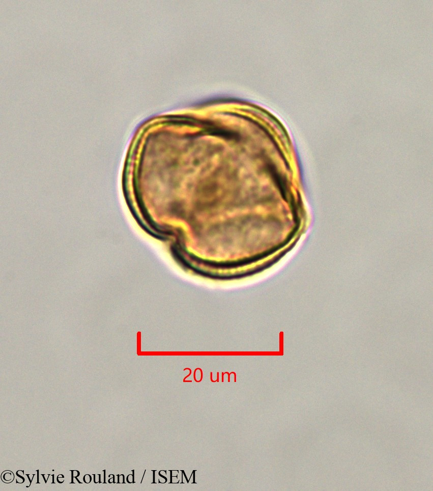 Sylvie.Rouland/Erythrophleum_suaveolens_47336/Erythrophleum_suaveolens_47336_0003(copy).jpg