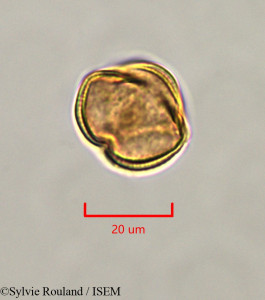 Erythrophleum suaveolens - lame n° 47336