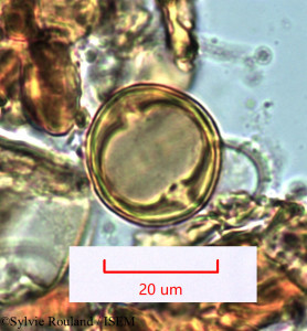 Sylvie.Rouland/Erythrophysa_aesculina_1274/Erythrophysa_aesculina_1274_0001(copy)_thumb.jpg